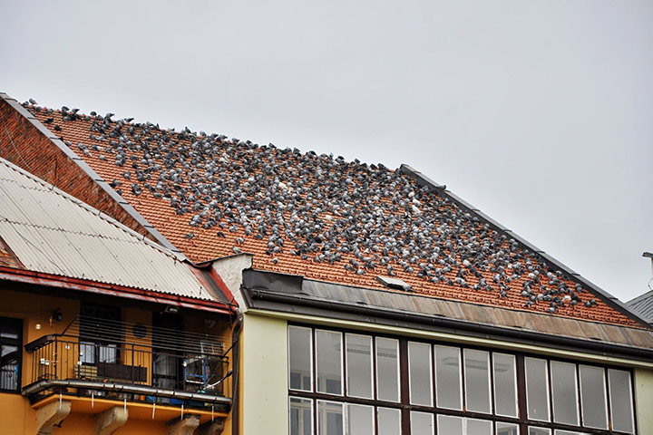 A2B Pest Control are able to install spikes to deter birds from roofs in Arnold. 