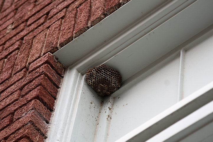 We provide a wasp nest removal service for domestic and commercial properties in Arnold.